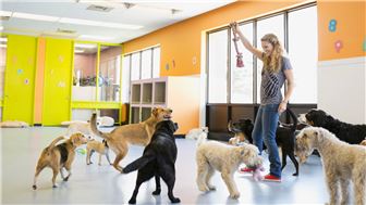 Pet Grooming and Daycare