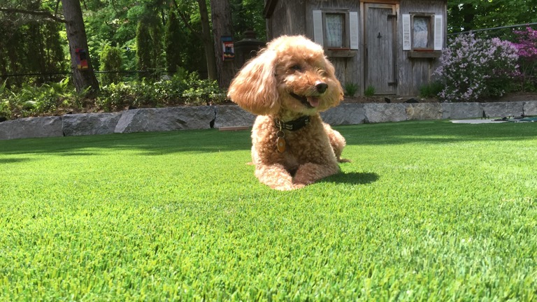 Artificial Grass