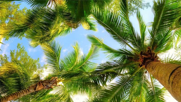 Tree service business in FL