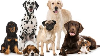 Popular Dog Daycare and Boarding Business Close to Downtown Tucson.