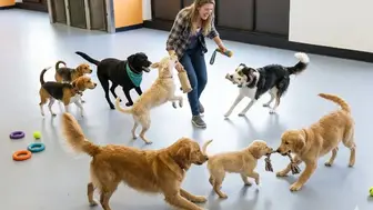 Premier Dog Daycare Business – Loyal Client Base & Recurring Revenue