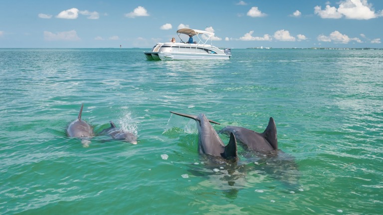 Dolphin Encounters