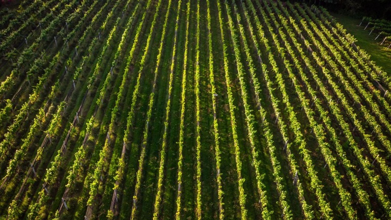 Vineyard 