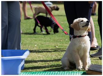 Turnkey Puppy & Dog Training Business – Ready for Growth!