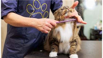 Two Successful, Long-Running Pet Grooming Shops