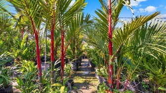 Nursery Plants & Trees - Asset Sale