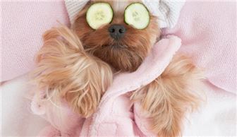 $80K SDE Mobile Grooming Business – Luxury Service