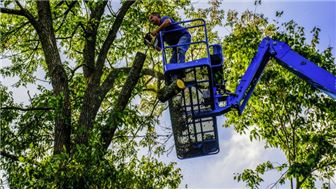 Thriving Tree Service Co. in PB 31-Years Est.