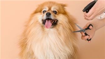 Profitable, Turnkey Pet Grooming Spa with Loyal Clientele in FL