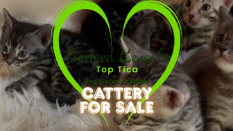 Established Bengal Cat Breeders