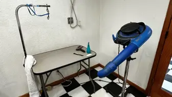 Dog Grooming & Boarding over 20 Years in Business