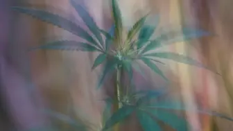 Fully Annually Approved Cannabis Dispensary License with Lease 