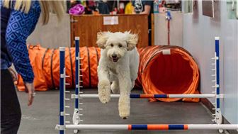 ATTN PET LOVERS: A PAWESOME Opportunity To Make Healthy Dogs & Humans