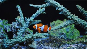 Exotic Fish and Pet Store - 29 Year History