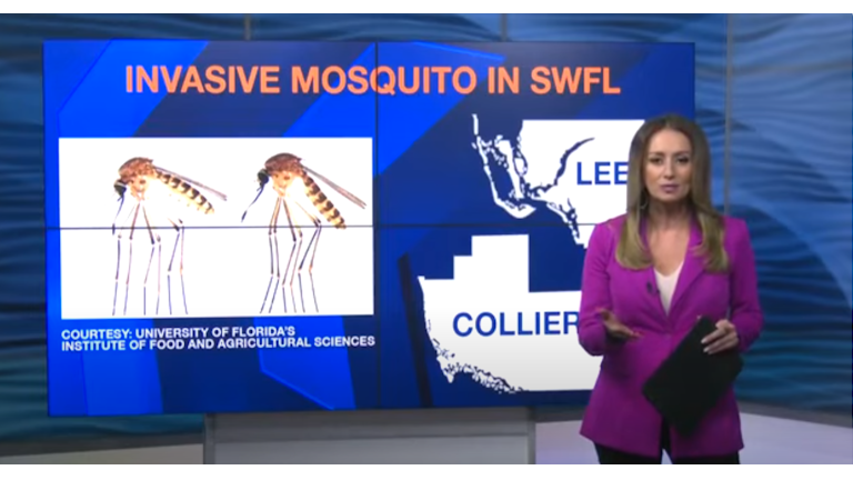 Mosquitoes in SWFL News