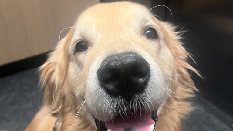 Teddy