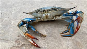 Seafood Takeout & Delivery Business