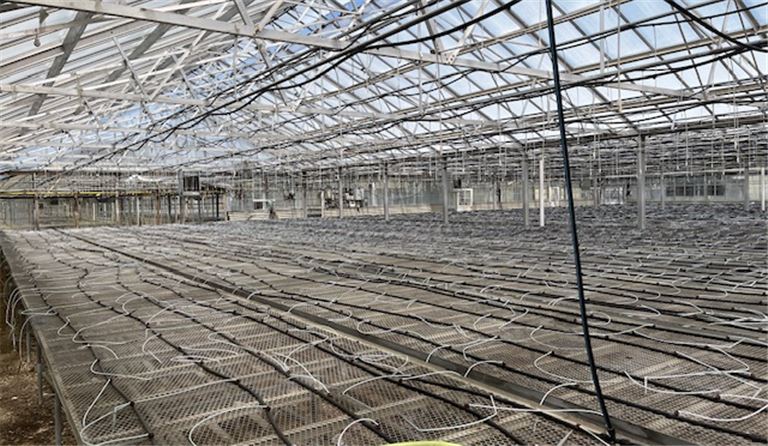 300,000 Sq Ft Greenhouse