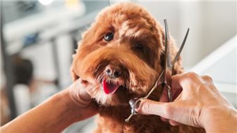 Reputable Dog Grooming Business for Sale