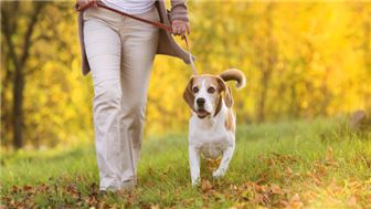 Pet Walking and Care Services