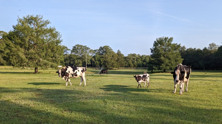 Front Pasture