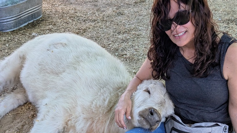 cow cuddles are a hit