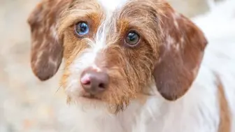 Profitable Dog Care Facility with Loyal Membership Model – 11 Years