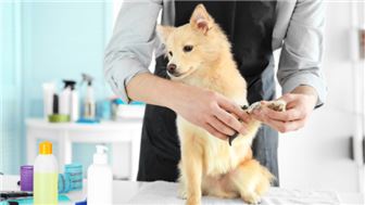 Turnkey Mobile Pet Grooming Business #695725