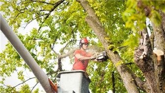 PRE-QUALIFIED Well Known Tree Service Business for Sale