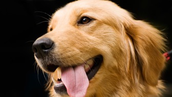 Regional Development Franchise Opportunity in the 300B Pet Industry 