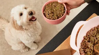 Pet Food Retailer
