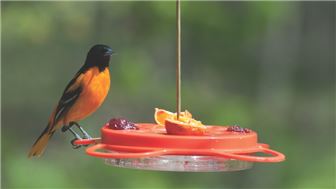 Wild Birds Unlimited Franchise in Kent County RI