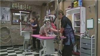 Long Established Profitable High End Pet Grooming Salon in South Orang