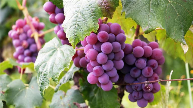 Northern Virginia Winery Tours