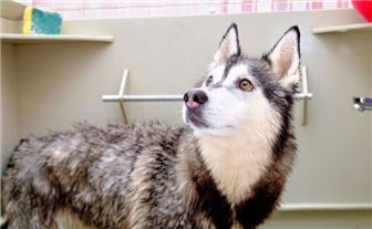 Well-Established Pet Wellness & Training Center