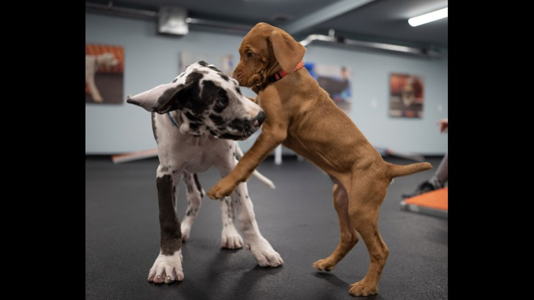 Puppy Fun!