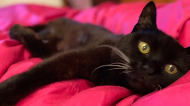 Tristan-laying around being cute