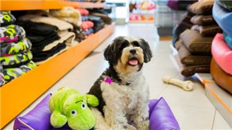 Established and Profitable Pet Dog Store w/ 2 Locations