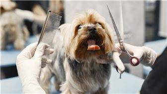Profitable Pet Grooming Business – Fully Equipped and Established!