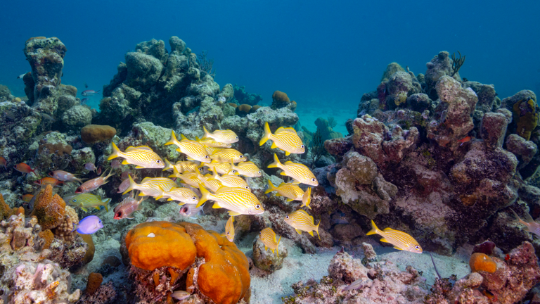 spectacular snorkeling