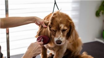 Established Dog Grooming Business for Sale – Turnkey Operation!