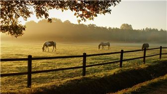 Profitable Equine Supply Store for Sale