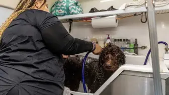 Mobile Pet Grooming Business | Warwick, Rhode Island