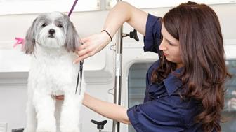 Mobile Pet Grooming Business | Warwick, Rhode Island