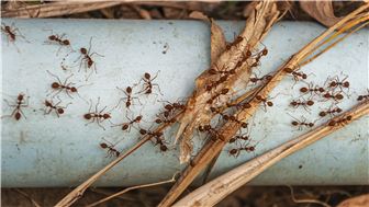 66-Year-Old Central Florida Pest Control Company