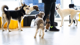 Profitable Full-Service Dog Daycare & Boarding Business – Turnkey Op