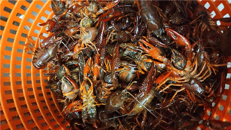 Crawfish season starts soon. NOW is the time to buy!