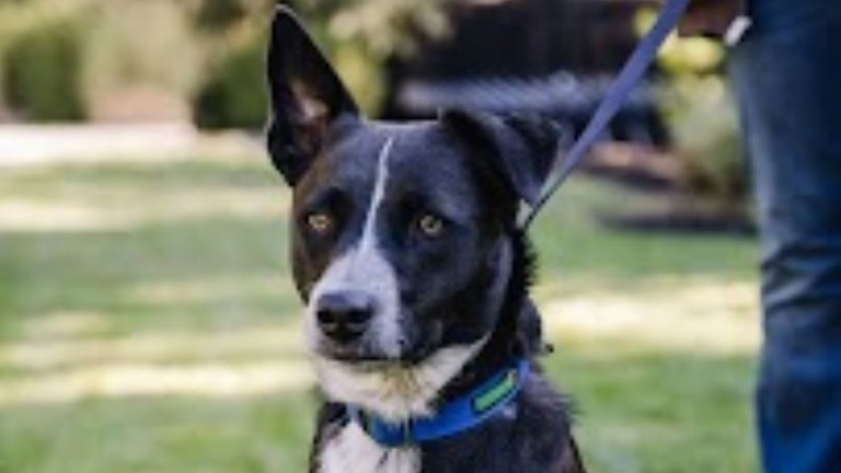 Client success stories, real dogs, real transformation