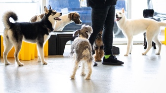 Profitable Full-Service Dog Daycare & Boarding Business – Turnkey Oper