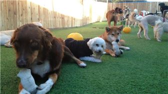 Cage-Free Dog Daycare, Boarding and more Franchise